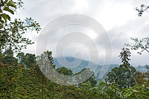 Mountain landscape, green slopes. Beauty of mountains. Little Adam peak, mountain in the fog view from the jungle