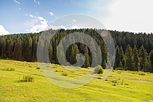 Mountain landscape high in the mountains. Big green christmas trees. Summer landscape. Kyrgyzstan