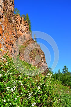 Mountain landscape. High yellow rock on a background of bright blue sky. Blooming Bush with white flowers.