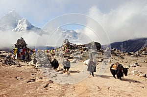 Mountain landscape of the Himalayas. Yaks on the pass. East Nepal