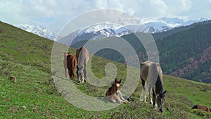 Mountain landscape with horses.