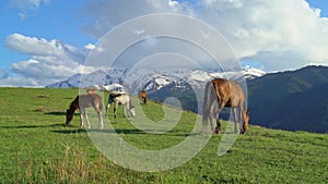 Mountain landscape with horses.