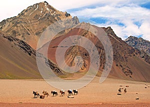 Mountain landscape with horses in front, Argentina