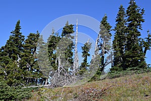 Mountain Landscape at Hurricane Ridge in Olympic National Park, Washington