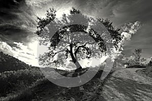 Mountain Landscape. Isolated monochrome tree and the sun in background, at sunset