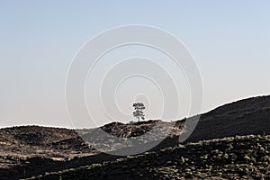 mountain landscape with isolated tree