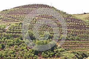 Green mountains landscape in Lebanon fruits groves near laqlooq photo