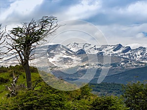 Mountain landscape and lonely tree, Tierra del Fuego