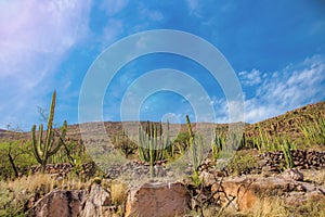 Mountain landscape with many cacti, rocks and a blue sky in the background in Guanajuato Mexico