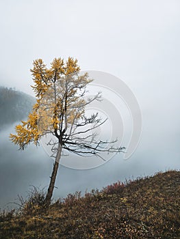 Mountain landscape in misty early morning in autumn. Fantastic view of the tops of mountain ridge above the clouds. Lonely yellow