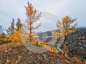 Mountain landscape in misty early morning in autumn. Fantastic view of the tops of mountain ridge above the clouds. Yellow larches
