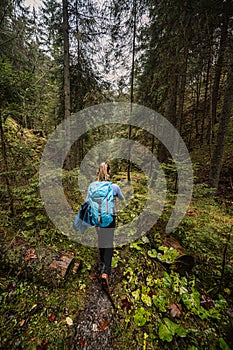 Horská krajina. Mlžný les. Přírodní venkovní cestování pozadí. Slovensko, Nízké Tatry, Demenovská hora a dolina vyvierania.