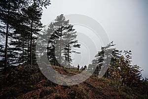 Mountain landscape. Misty forest. Natural outdoor travel background. Slovakia, Low Tatras, Demenovska hora and dolina vyvierania.