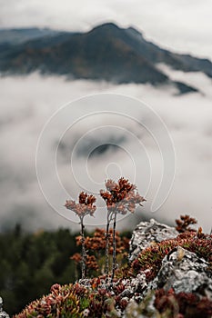 Mountain landscape. Misty forest. Natural outdoor travel background. Slovakia, Low Tatras, Demenovska hora and dolina vyvierania.