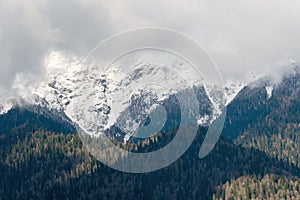 Mountain landscape, mountain pine on the stone with beautiful view on mountain cover with snow.