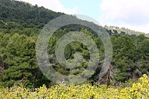 Mountain landscape in northern Israel