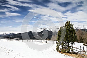 Mountain landscape panorama with spruce and pine trees and ground covered by snow in a ski area in the Alps during a sunny day