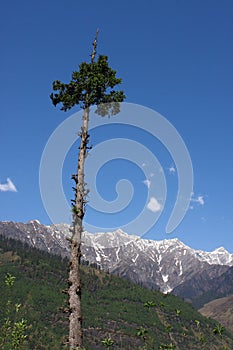 Mountain landscape - pine tree in the Himalayas