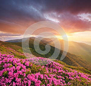 Berg rosa Blumen auf der Sonnenuntergang 