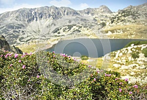 Mountain Landscape with Rhododendron kotschyi Flowers