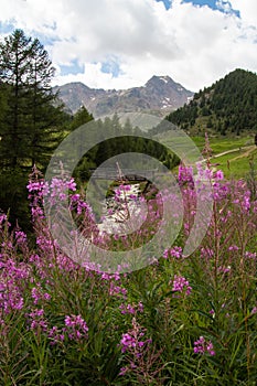 Mountain landscape with rosebay willowherb wildflowers infront of mountain stream