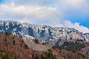 Mountain landscape - snow on the mountain peaks, blue sky , pine forest - beech forest - Piatra Craiului