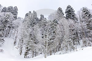 A mountain landscape in a snowy winter, a forest in hibernation, the earth is covered with a snow-white blanket.++