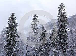 A mountain landscape in a snowy winter, a forest in hibernation, the earth is covered with a snow-white blanket.