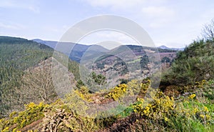 Mountain landscape in spring with yellow flowers