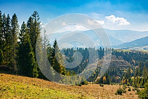 mountain landscape with spruce forest in autumn