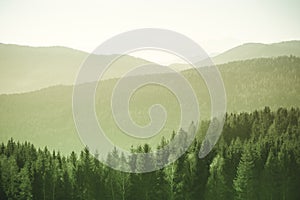 Mountain landscape with spruce and pine trees in the Austrian Alps during a bright sunny day.