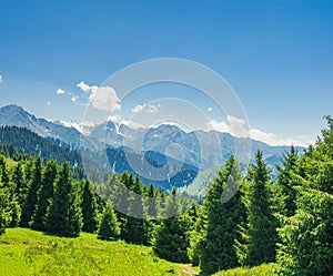 mountain landscape in summer with pine trees