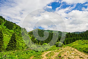 mountain landscape in summer with pine trees