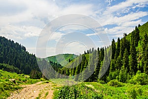 mountain landscape in summer with pine trees