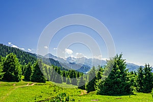 mountain landscape in summer with pine trees