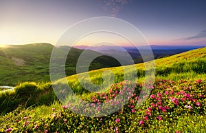 Mountain landscape in summertime during sunset. Blossoming alpine meadows. Field and mountains. photo