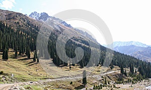 Mountain landscape on a sunny. Snowy peaks, a mountain gorge with green grass and trees. Kyrgyzstan, Tien Shan. Kyrgyz Alatoo moun