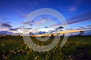 Mountain landscape sunset with flowers at Phu Hin Rong Kla