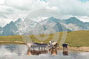 Mountain landscape in Svaneti region, Georgia, Asia. Cows in Koruldi Lakes and snowcapped hills in the background