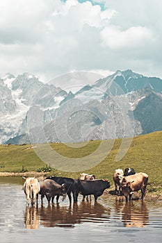 Mountain landscape in Svaneti region, Georgia, Asia. Cows in Koruldi Lakes and snowcapped hills in the background