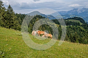 Mountain landscape in Tirol, Austria, Summer