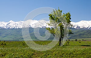 Mountain landscape. Tokmok, Kyrgyzstan