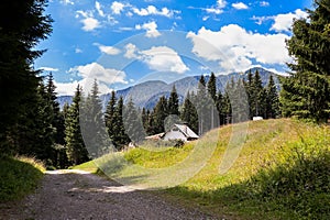Mountain landscape with trail and green meadow and forest