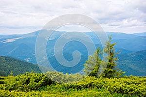 Mountain landscape with tree on the hill.