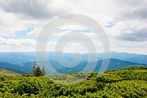 Mountain landscape with tree on the hill.