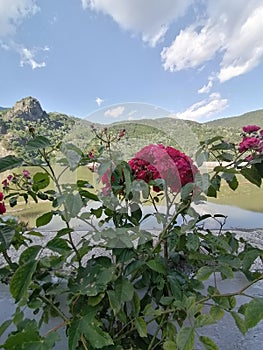 Mountain landscape view through the roses