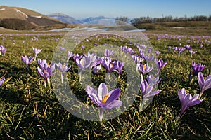 Mountain landscape with violet crocus vernus flowering