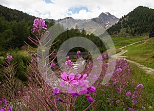 Mountain landscape with wildflowers infront of mountain stream