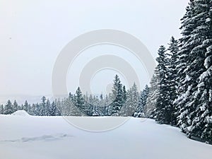 Mountain landscape in winter. Glade and spruce forest covered with a thick layer of snow