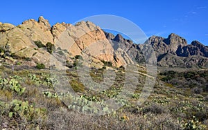 Mountain landscape with yucca, cacti and desert plants in photo